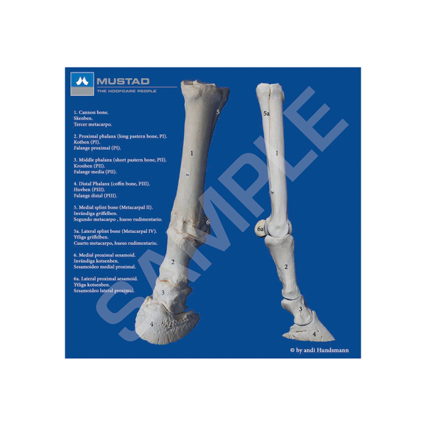 Poster3 Bones Lower Leg En/Se/Es